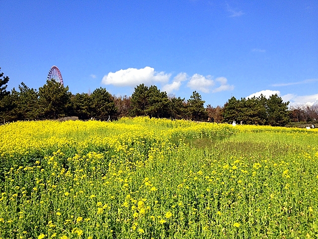 葛西臨海公園 菜の花