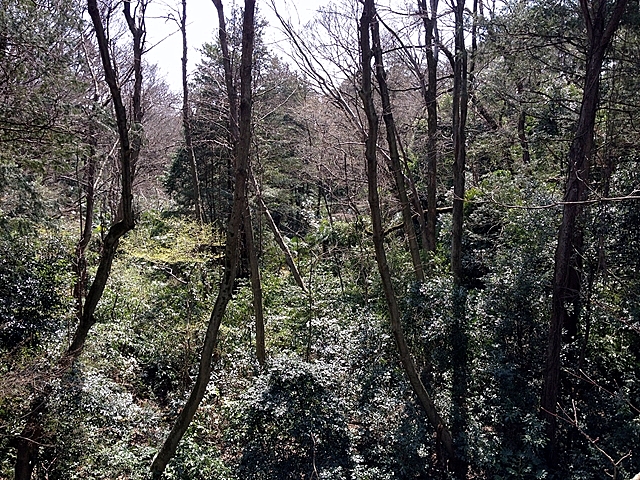 日立中央研究所庭園 入口の橋から見た眺め