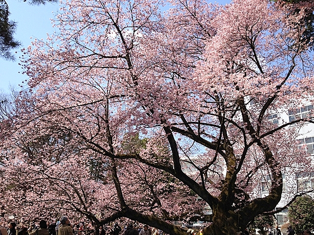 日立中央研究所庭園 桜