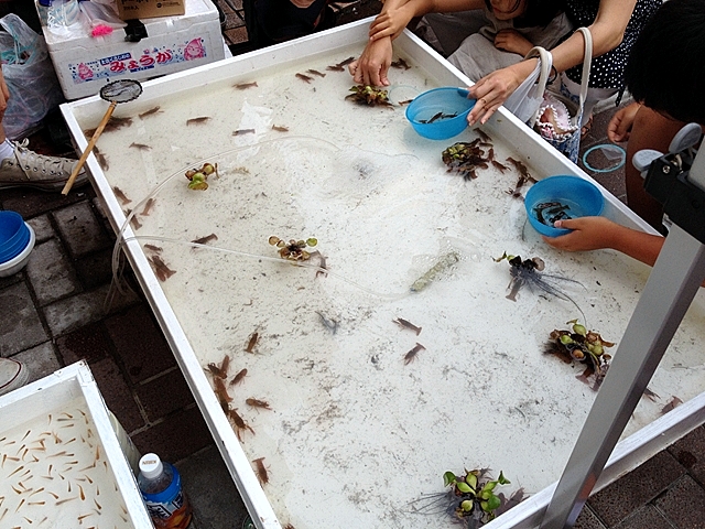 ザリガニすくい