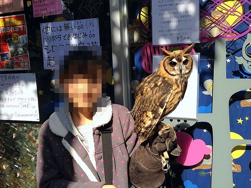 手乗りフクロウ